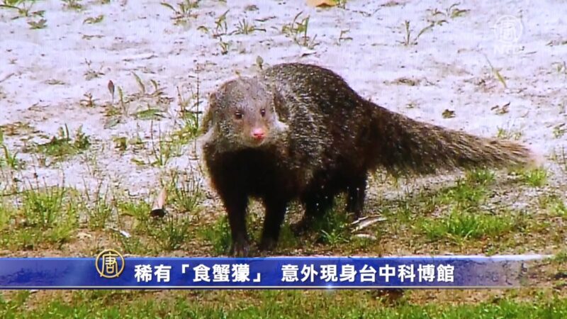 稀有野生動物「食蟹獴」 意外現身台中科博館