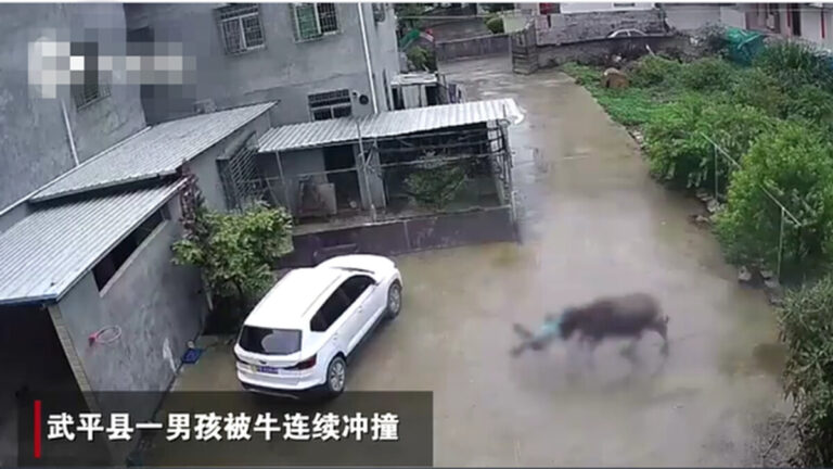 福建男童惹惱牛遭追撞 躲車底喊：對不起大哥(視頻)
