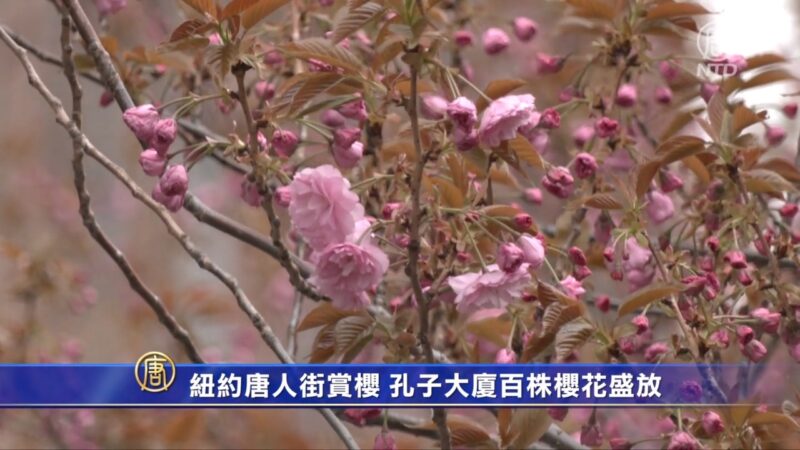 纽约唐人街赏樱 孔子大厦百株樱花盛放