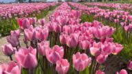 华州郁金香盛开 绚丽美景吸引数十万游客