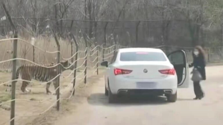 北京猛獸區女遊客下車 網友怒：又給老虎送外賣？