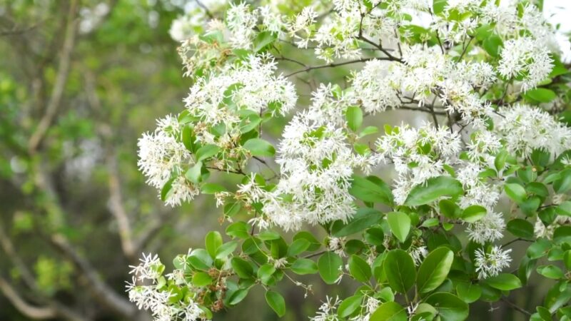 流蘇苦楝花期來了 花團錦簇美不勝收