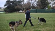 拜登爱犬刚返回白宫 再次咬人