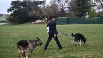 拜登愛犬剛返回白宮 再次咬人