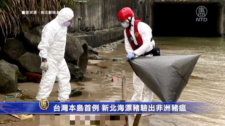台灣本島首見！新北境外海漂豬驗出非洲豬瘟陽性