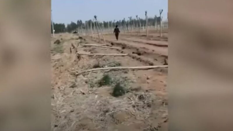 唐山强毁数百亩麦田种树 曝光后又拔光树苗(视频)
