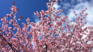 【今日點擊】日本京都櫻花盛開 中國盛唐氣象？