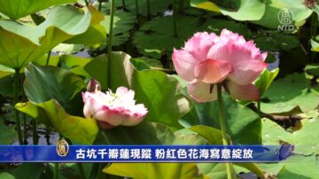 古坑千瓣莲现踪 粉红色花海写意绽放