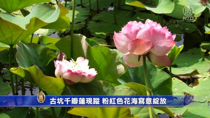 古坑千瓣莲现踪 粉红色花海写意绽放