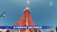 春日畅游东京塔 遨游天际鲤鱼旗