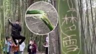 中國少林寺五一遭殃 遊客在竹林刻字攀爬