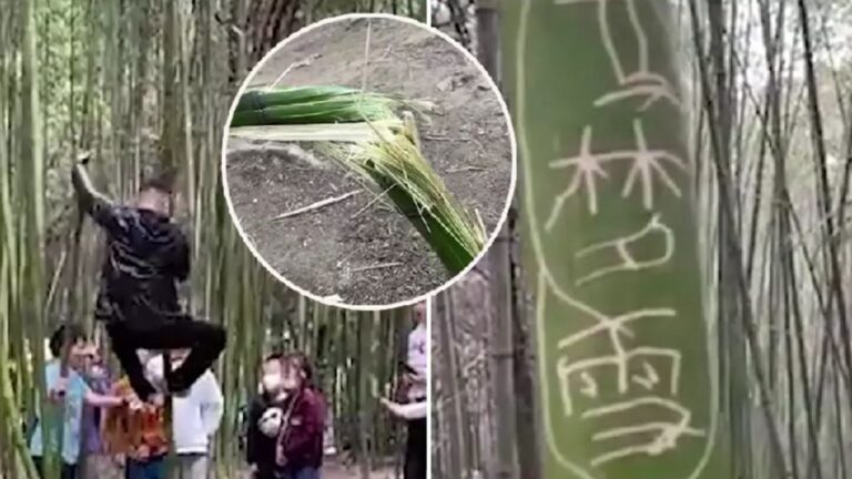 中國少林寺五一遭殃 遊客在竹林刻字攀爬