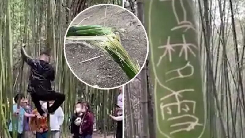 中國少林寺五一遭殃 遊客在竹林刻字攀爬