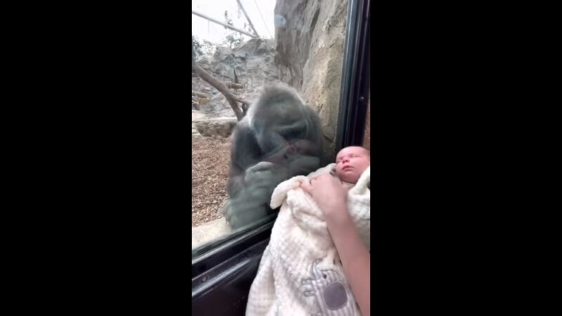 温柔看着小男婴 母猩猩目不转睛长达5分钟(视频)