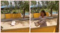 山東女遊動物園 翻牆偷鴕鳥蛋引熱議