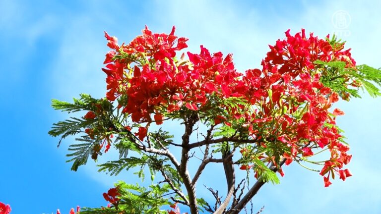 雲林花季來臨 紅黃爭艷讓賞花者舒心
