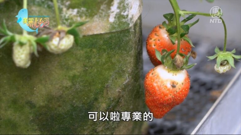 美麗心台灣：種苗場二代侯喬偉 從高難度的草莓育種出發
