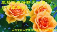 山東法輪功學員恭賀世界法輪大法日暨李洪志大師華誕(18條)