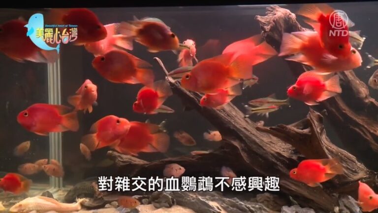 美麗心台灣：兄弟攜手打拚 精品慈鯛暢銷海外