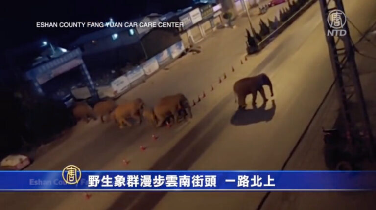 野生象群漫步雲南街頭 一路北上