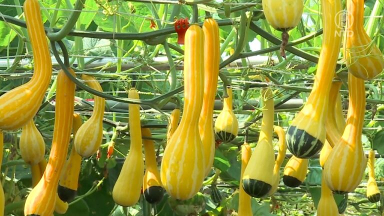后里花市推南瓜節 20種奇瓜異果登場