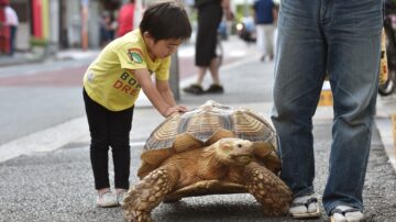 140斤大乌龟可当马骑 老人每天带它上街散步(组图)