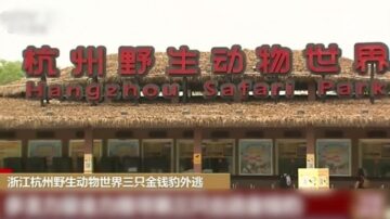 三隻金錢豹逃走 杭州野生動物園隱瞞不報