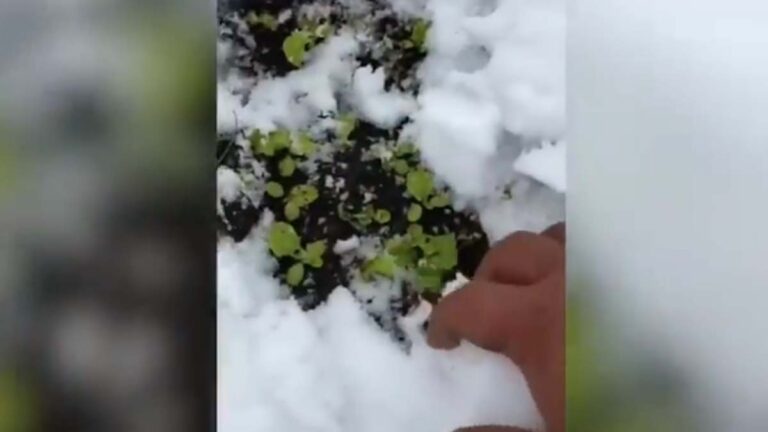 黑龍江夏日飛雪一夜未停 大陸極端天氣頻現（視頻）