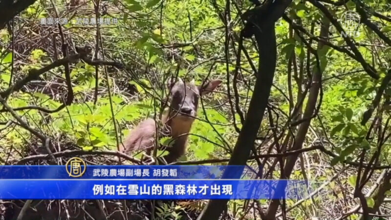 台灣國寶鳥藍腹鷴 長鬃山羊 桃山瀑布現蹤