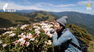 1000步的缤纷台湾：【南投登山】合欢山高山杜鹃大盛开！