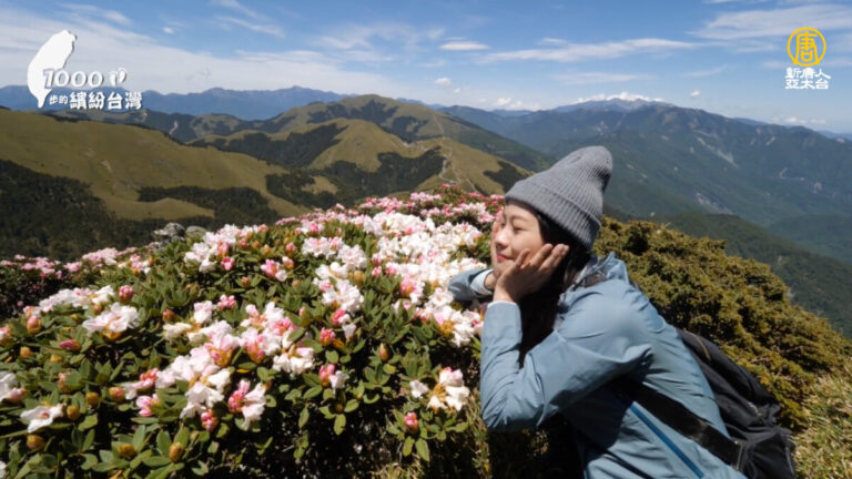 1000步的繽紛台灣：【南投登山】合歡山高山杜鵑大盛開！
