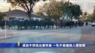 南加牛群逃出屠宰厂 一乳牛冲撞路人遭枪毙