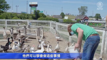 芝加哥羔羊農場愛心助人 發起健康運動挑戰