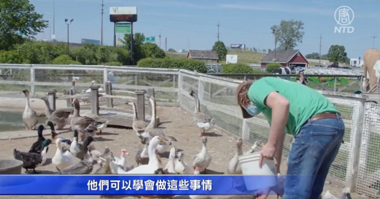 芝加哥羔羊農場愛心助人 發起健康運動挑戰