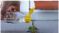 砖路缝隙的杂草除不尽?草坪专家支招