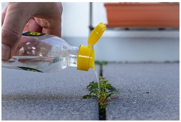 砖路缝隙的杂草除不尽?草坪专家支招