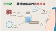 莫德納疫苗效力有多久？副作用和禁忌一次看