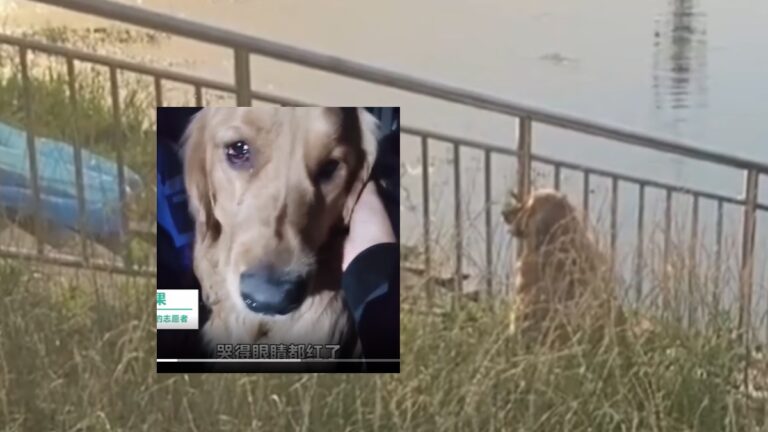 主人落河溺亡 金毛犬苦守岸邊哭紅眼