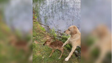 奇！金毛犬救溺水小鹿 隔天母鹿攜子前來道謝