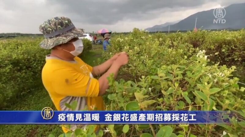 疫情見溫暖！金銀花盛產期招募採花工