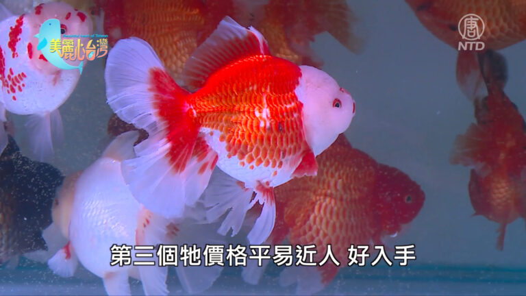 美麗心台灣：繽紛亮眼又討喜 進口金魚榮景可期