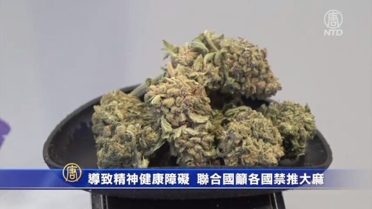 導致精神健康障礙 聯合國籲各國禁推大麻