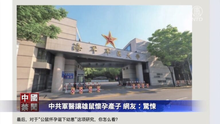 【禁聞】中共軍醫讓雄鼠懷孕產子 網友：驚悚