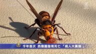 今年首次 西雅圖發現死亡 「殺人大黃蜂 」