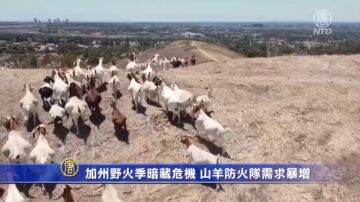 加州野火季暗藏危機 山羊防火隊需求暴增