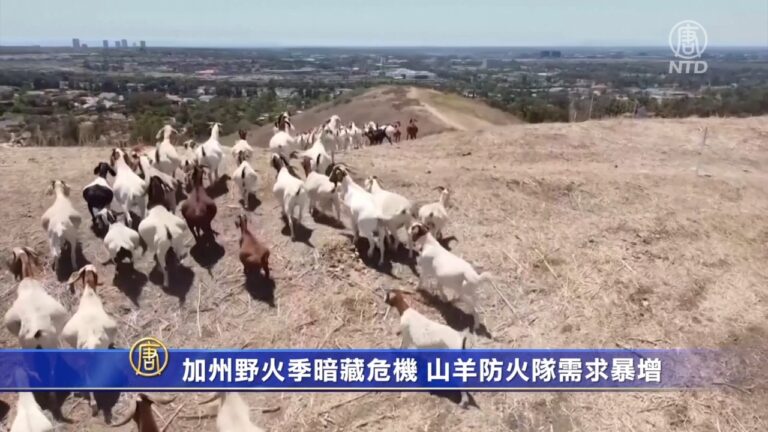 加州野火季暗藏危機 山羊防火隊需求暴增