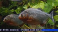 電影中的冷血殺手 食人魚驚現美大學