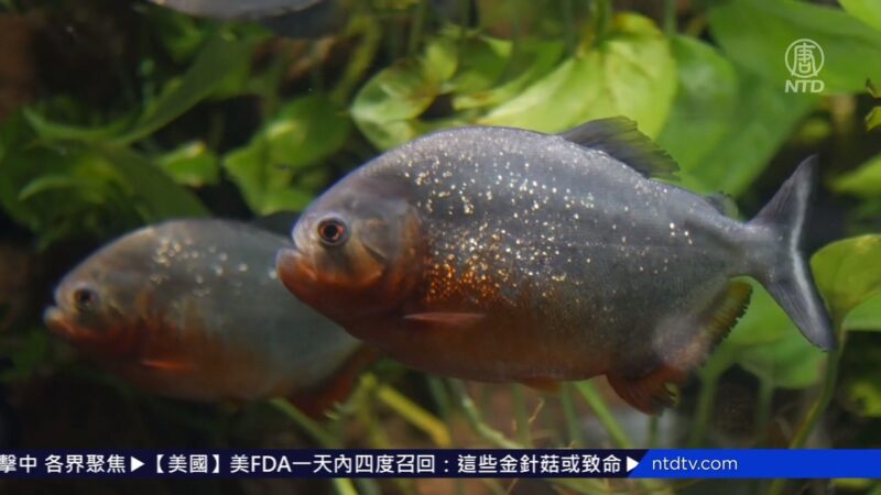 电影中的冷血杀手 食人鱼惊现美大学