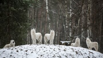 冰天雪地遇到飢餓狼群後發生的奇蹟