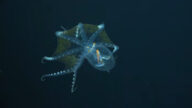 宛如深海「移動星空」 稀罕玻璃章魚驚現太平洋
